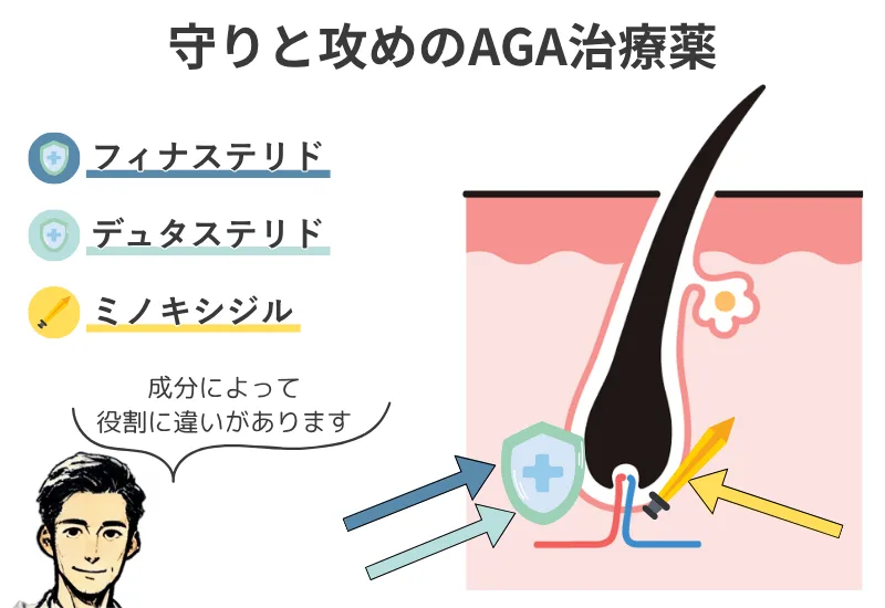 フィナステリド・デュタステリド・ミノキシジルの役割を示した頭皮断面図