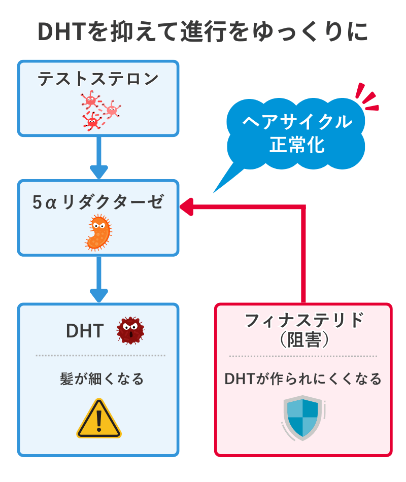 フィナステリドがDHT生成を抑えてAGA進行を遅らせる仕組みの構造図